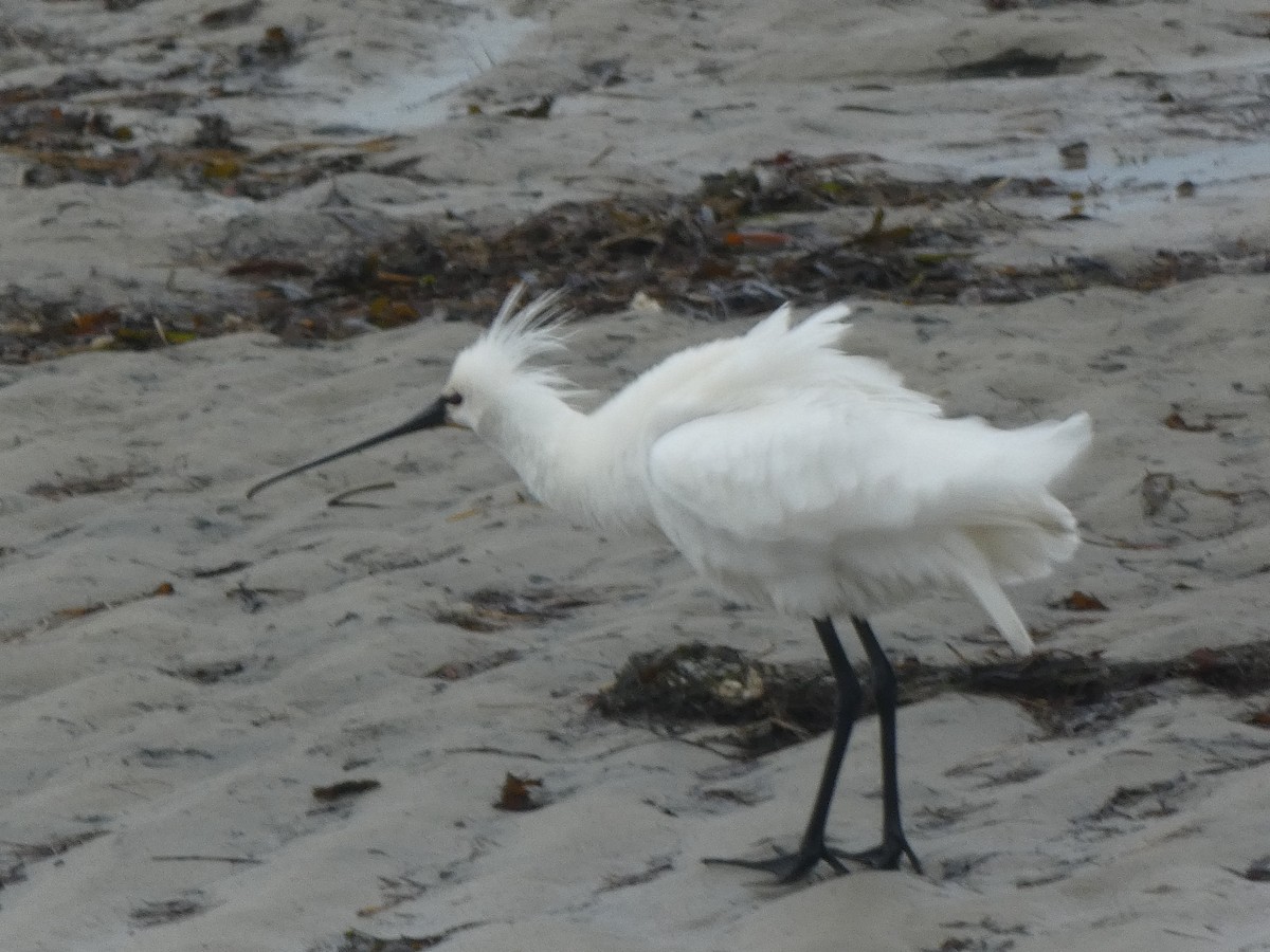 Eurasian Spoonbill - ML433225691