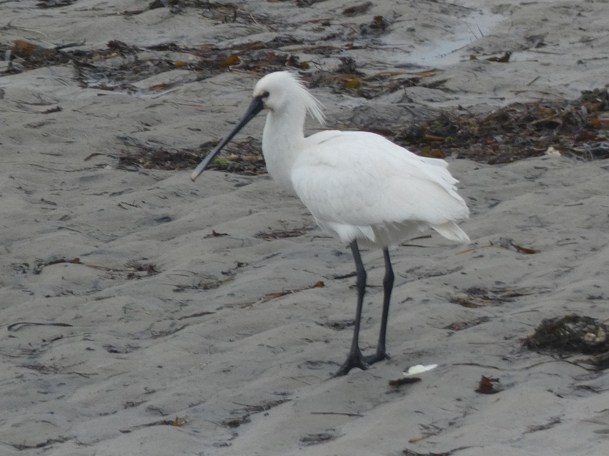 Eurasian Spoonbill - ML433225711