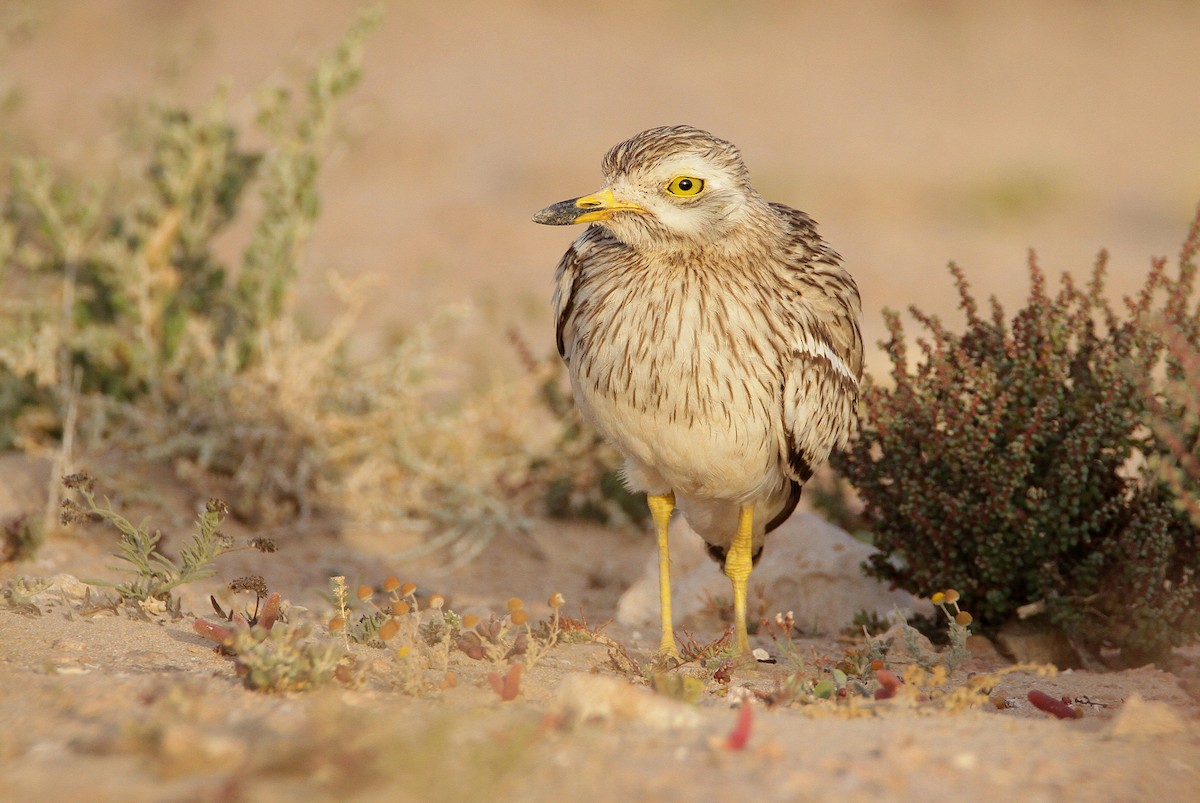 Eurasian Thick-knee - ML433225721