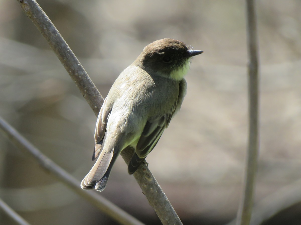 Eastern Phoebe - ML433225791