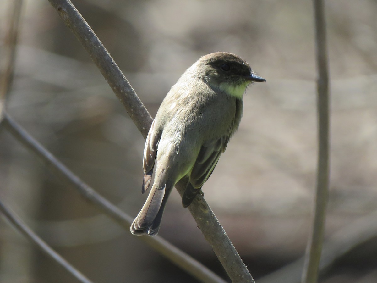 Eastern Phoebe - ML433225801