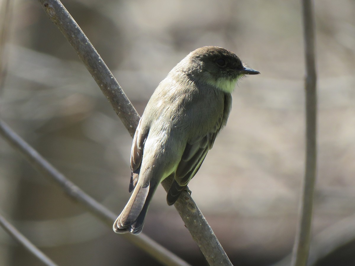 Eastern Phoebe - ML433225821