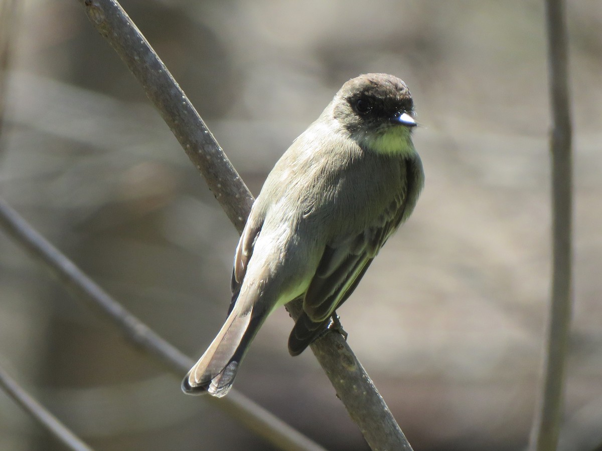 Eastern Phoebe - ML433225831