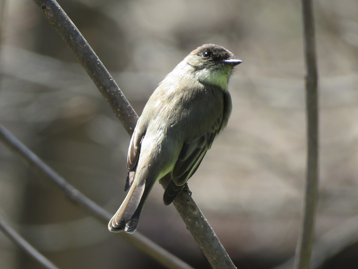 Eastern Phoebe - ML433225861