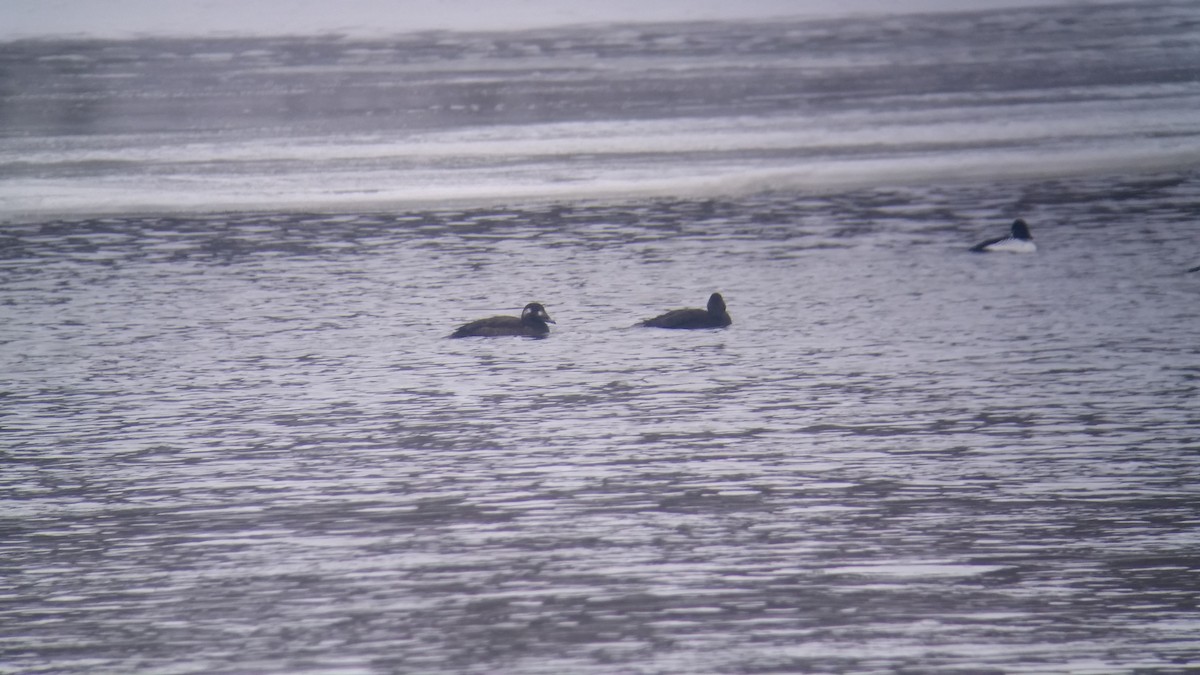 White-winged Scoter - ML43322591