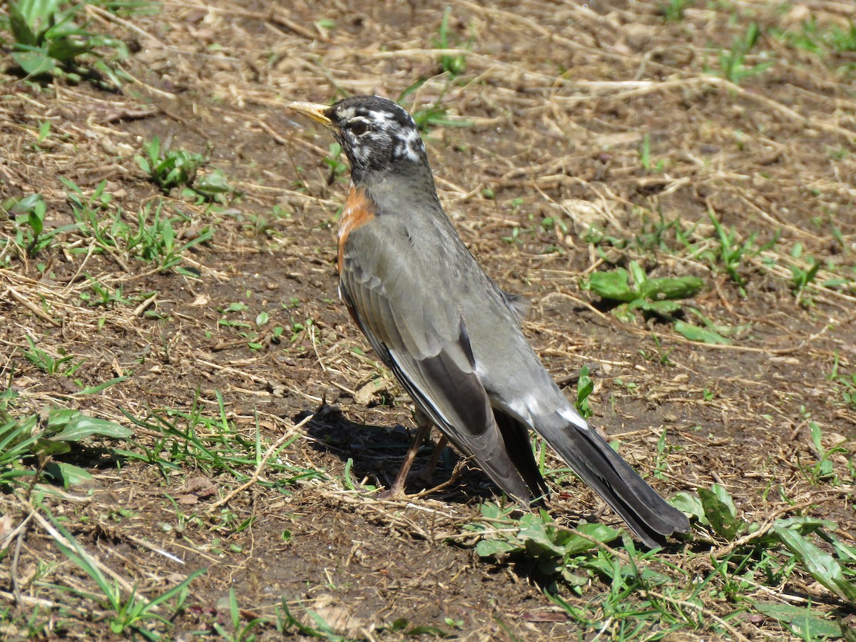 American Robin - ML433226031