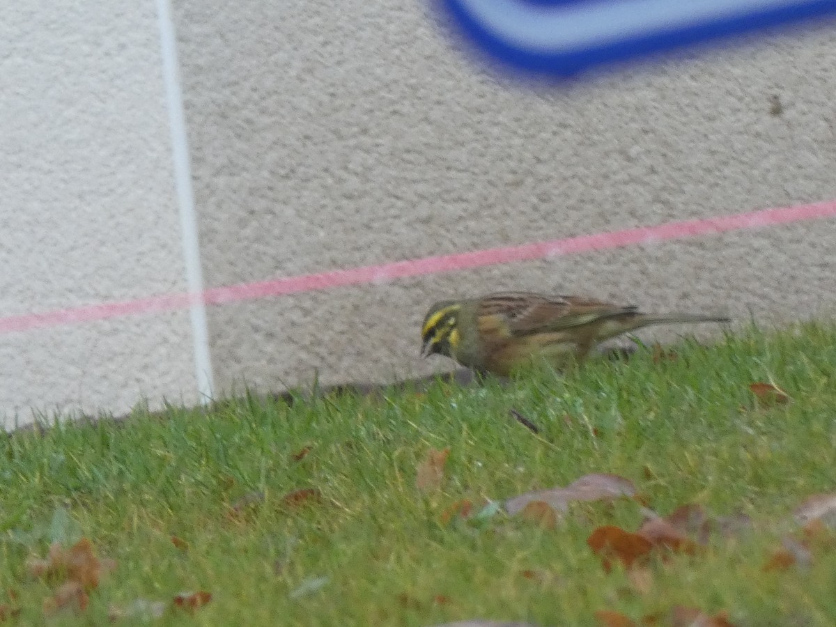 Cirl Bunting - ML433226041