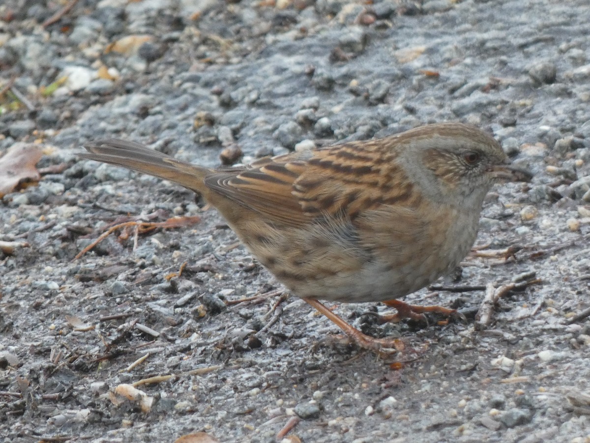 Dunnock - ML433226111