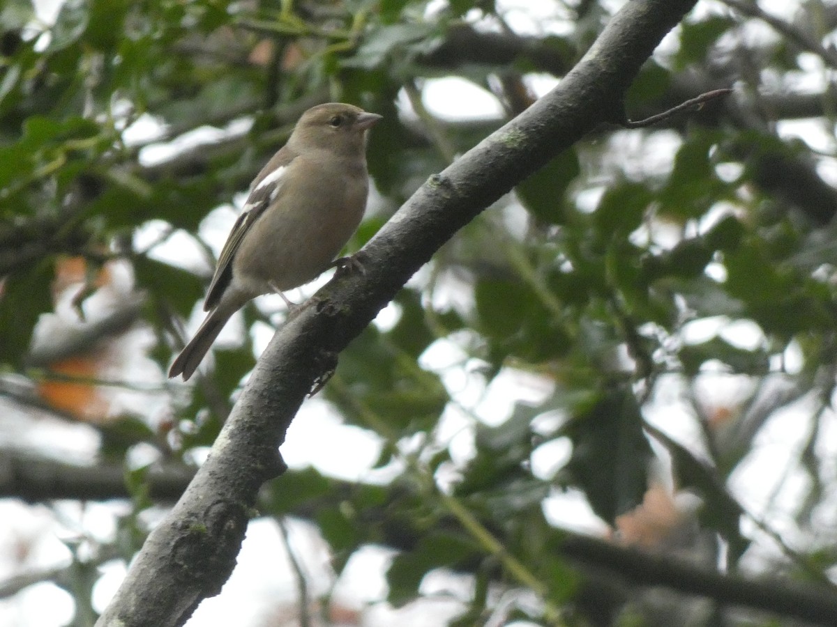 Common Chaffinch - ML433226131