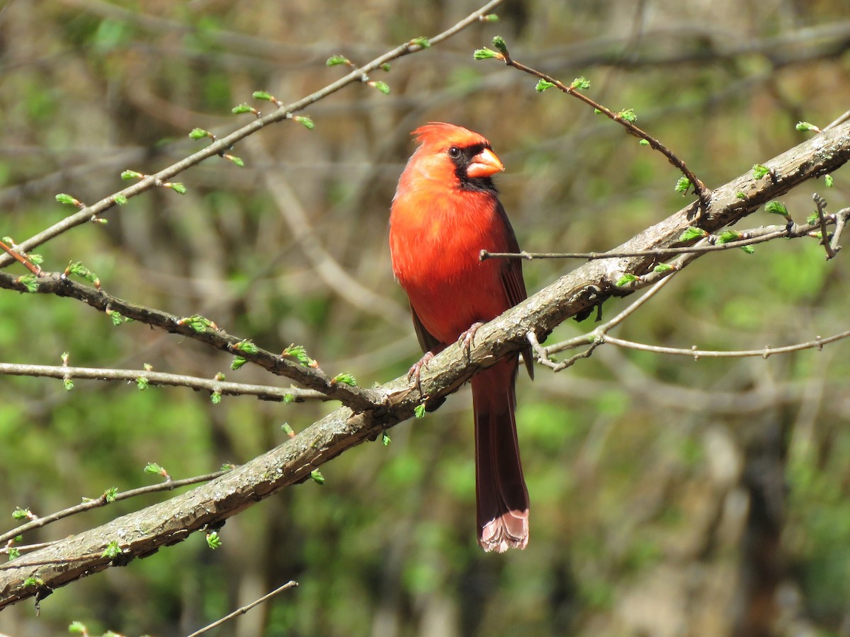 Northern Cardinal - ML433226171