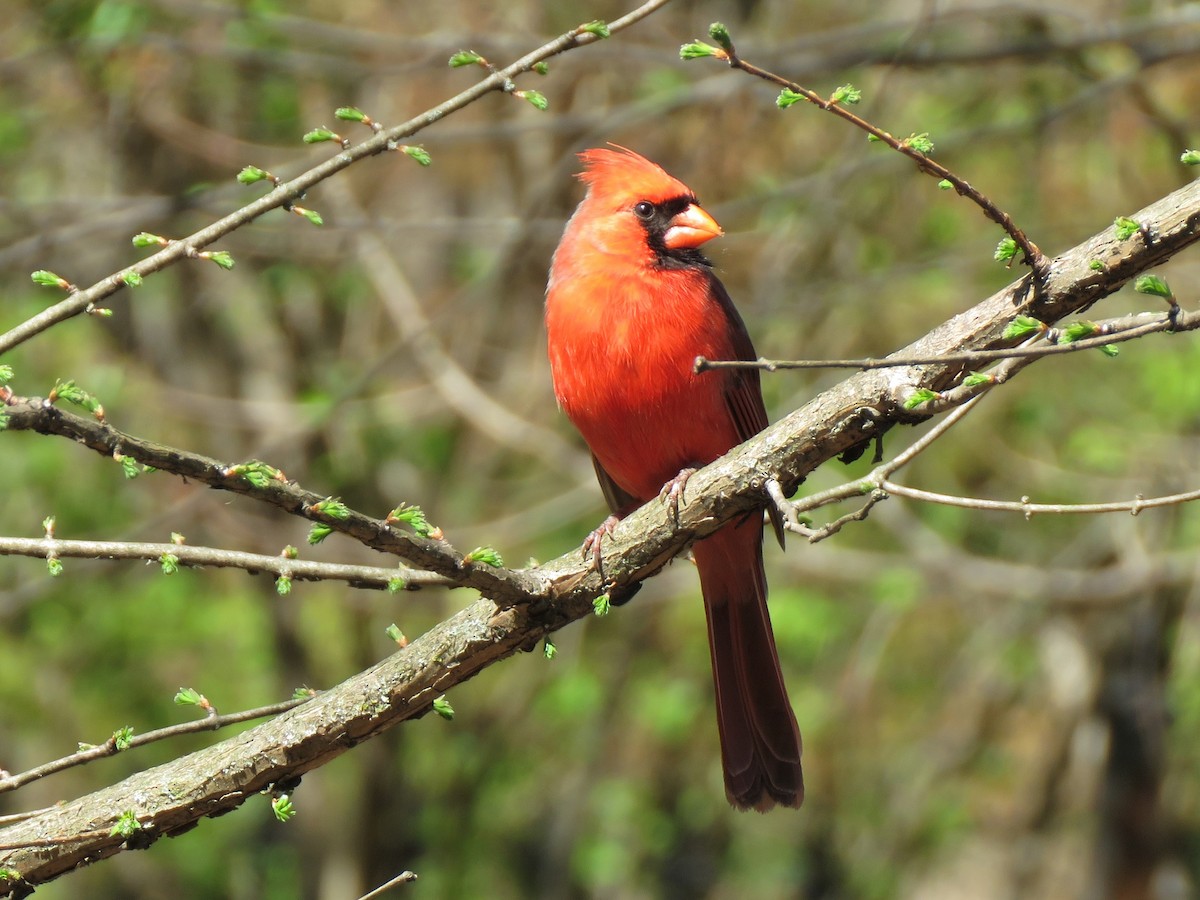 Cardinal rouge - ML433226181