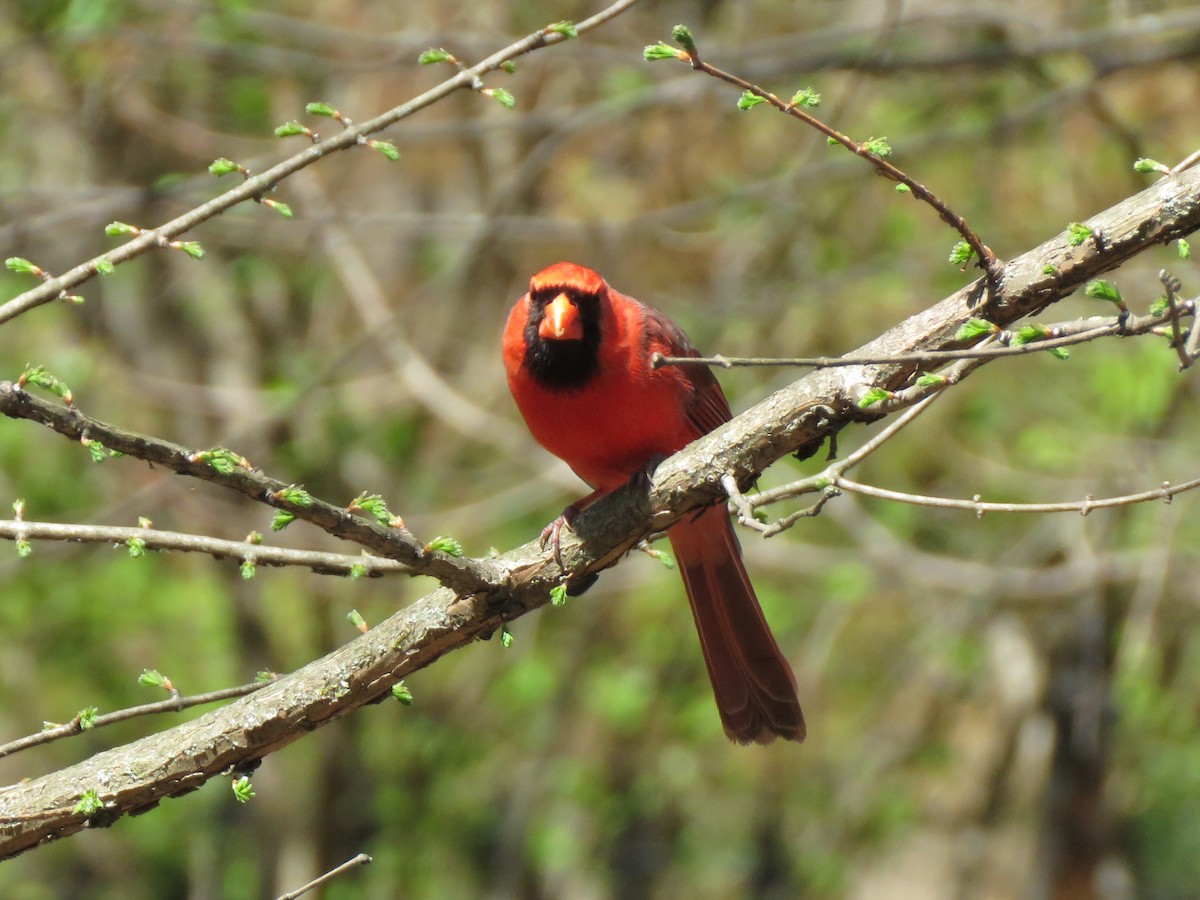 Northern Cardinal - ML433226191