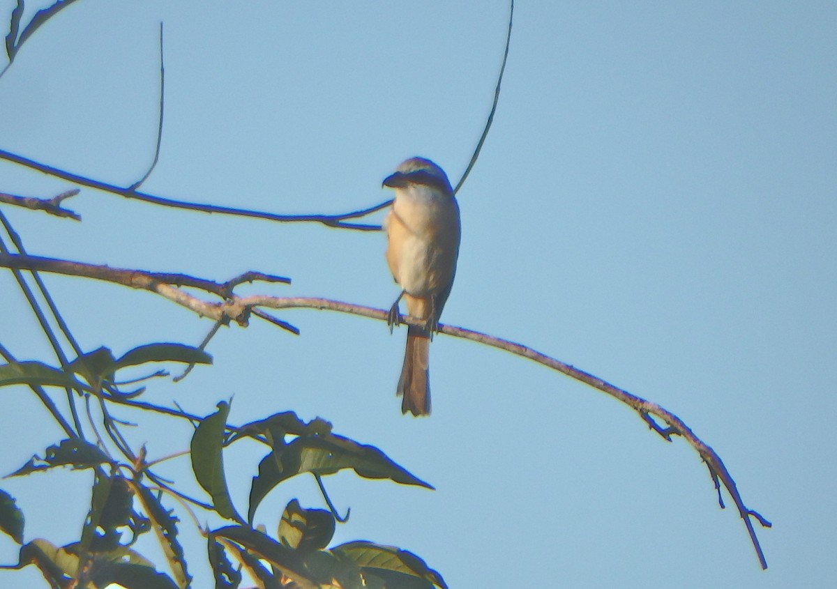 Brown Shrike - Bill Ypsilantis