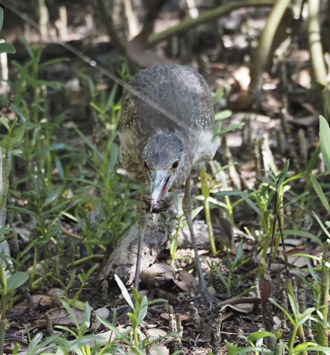 Yellow-crowned Night Heron - ML433228301