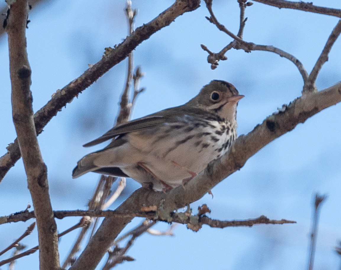 Ovenbird - ML433228501