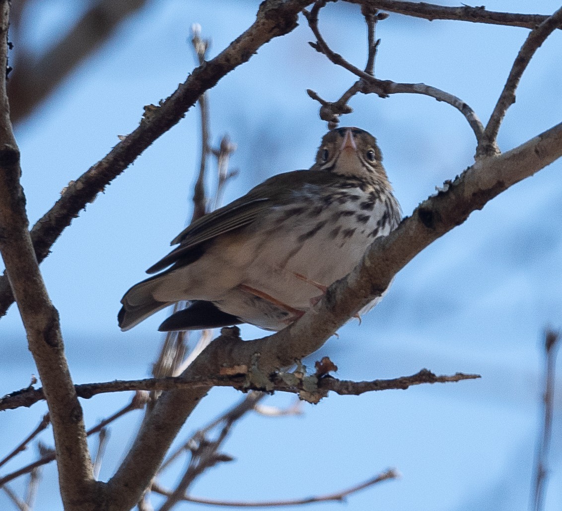 Ovenbird - ML433228511