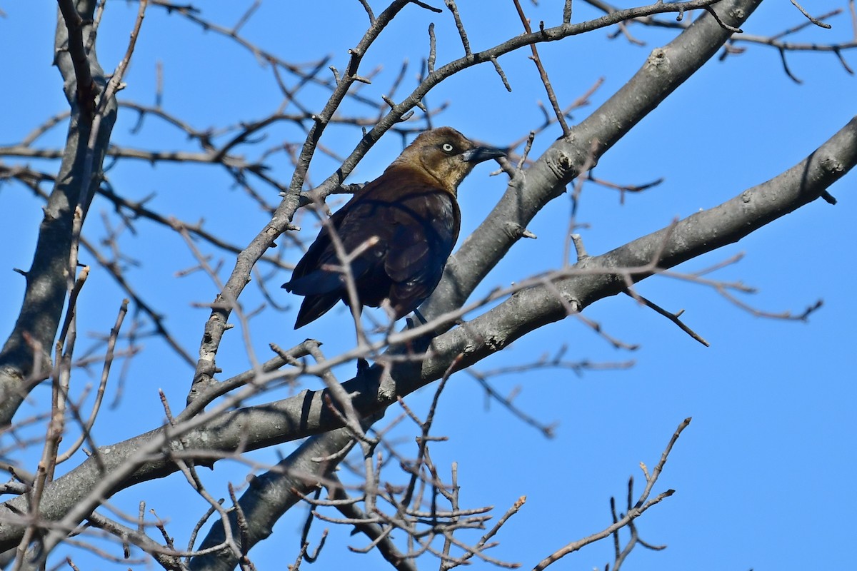 Rusty Blackbird - ML433229251