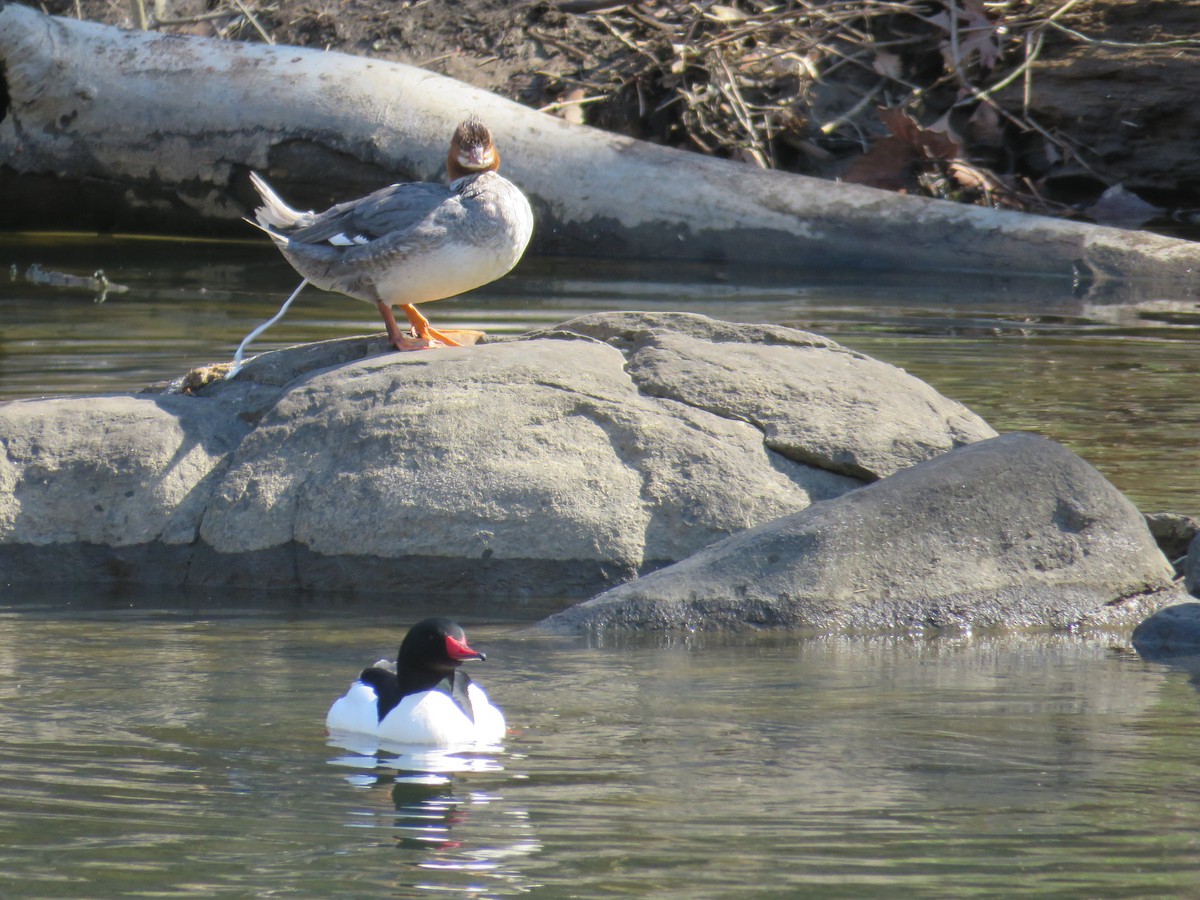 Büyük Tarakdiş - ML433232801