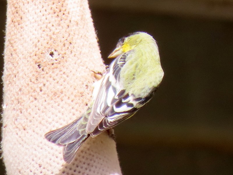 Lesser Goldfinch - ML433234931