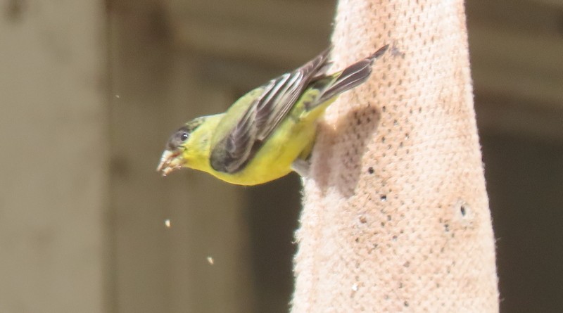 Lesser Goldfinch - ML433235081