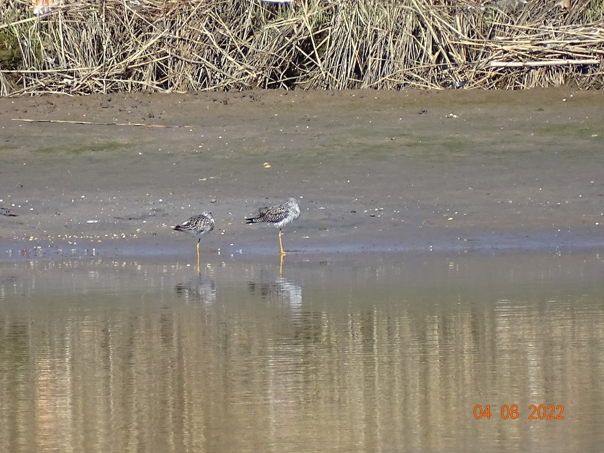 Greater Yellowlegs - Pat and Mike Hilliard Ruscigno
