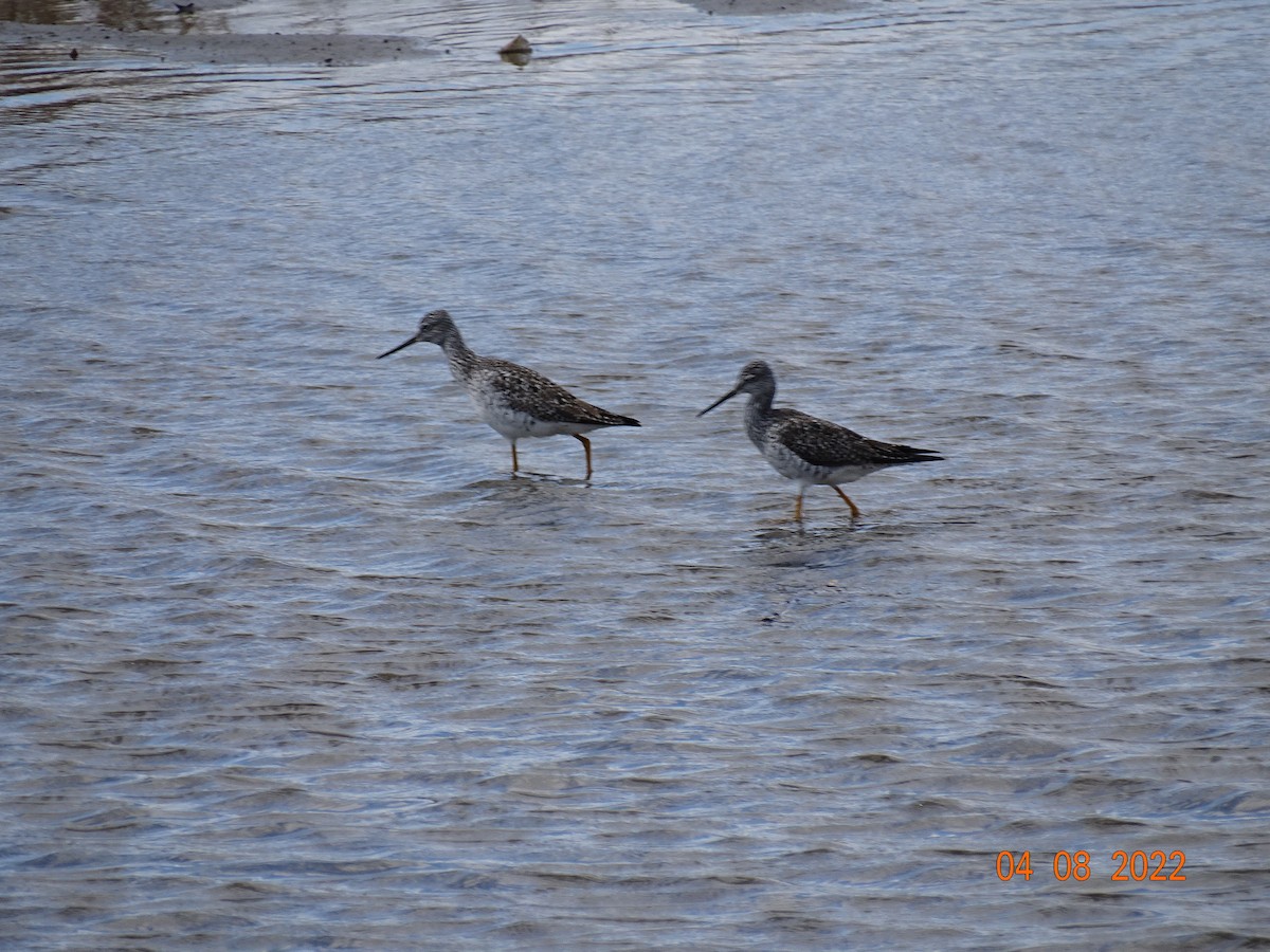 Greater Yellowlegs - ML433235231