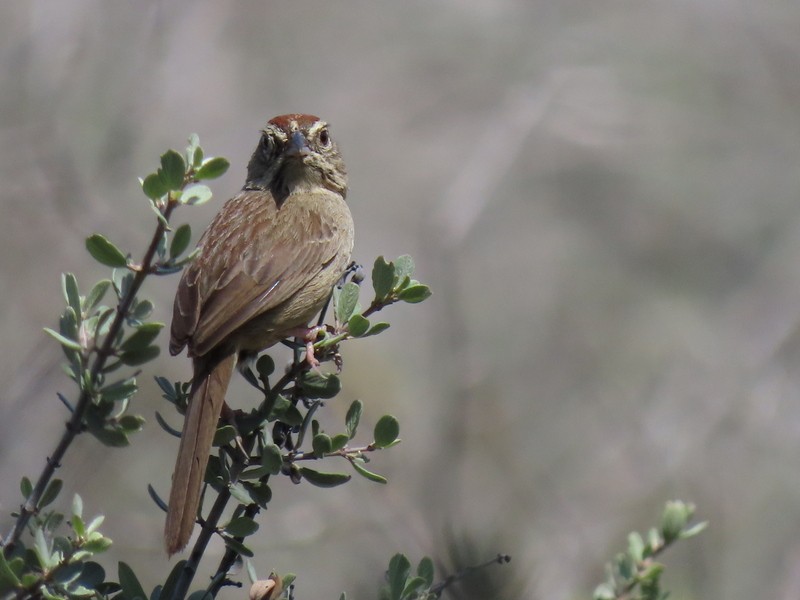 Rufous-crowned Sparrow - ML433235271