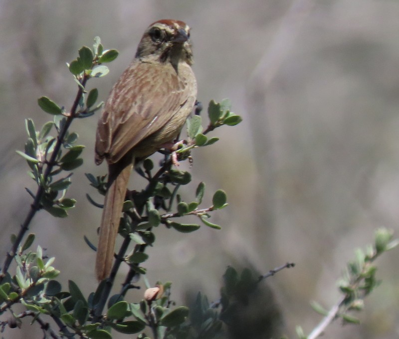 Rufous-crowned Sparrow - ML433235431