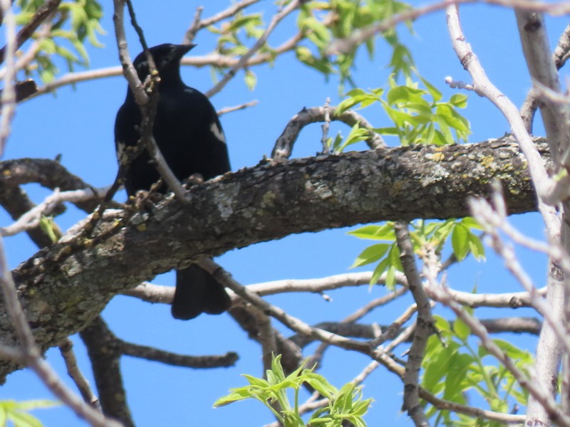 Tricolored Blackbird - ML433236671