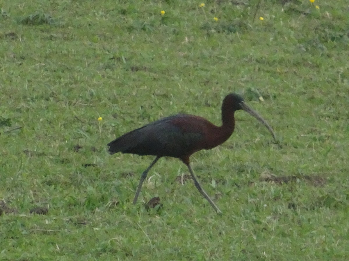 Glossy Ibis - ML433236791