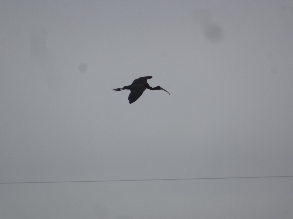 Glossy Ibis - ML433236941