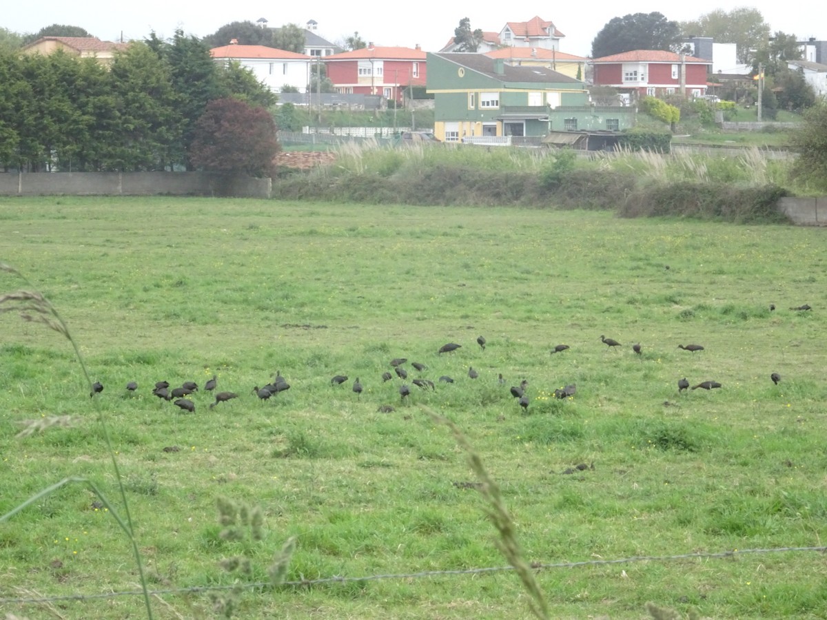 Glossy Ibis - ML433236951