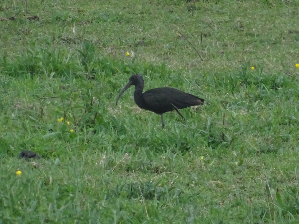 Glossy Ibis - ML433237081