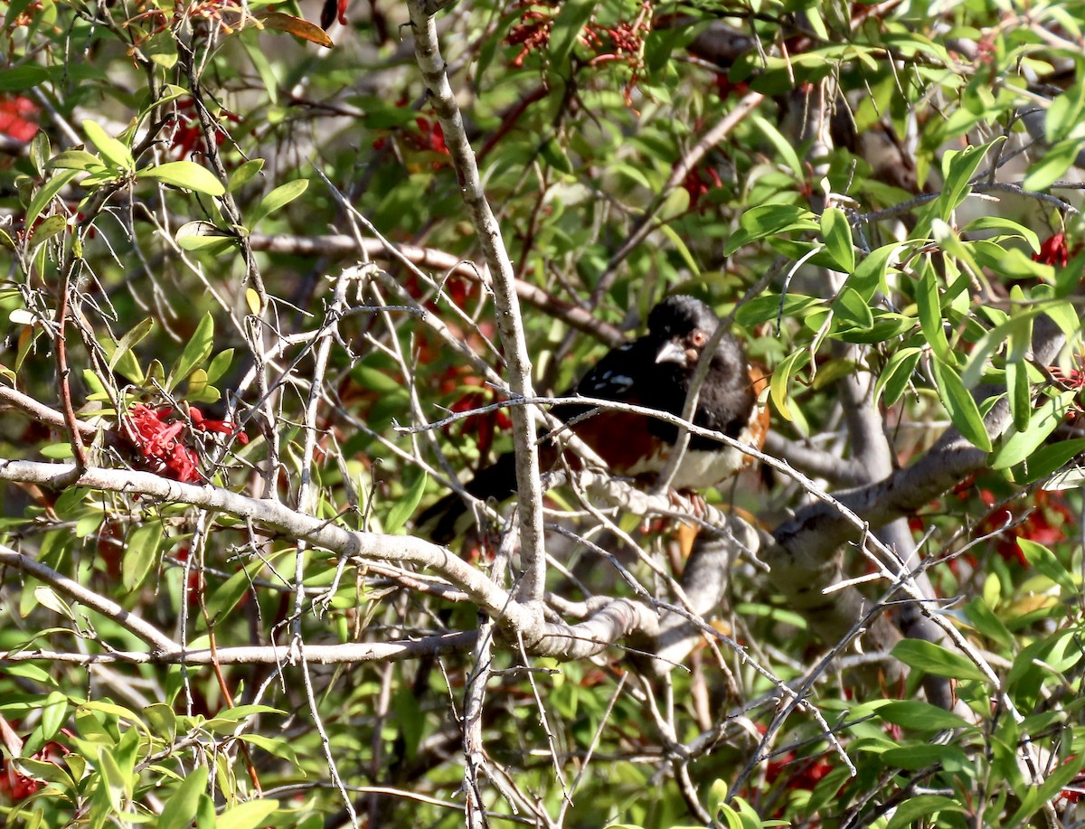 Spotted Towhee - Lois Goldfrank