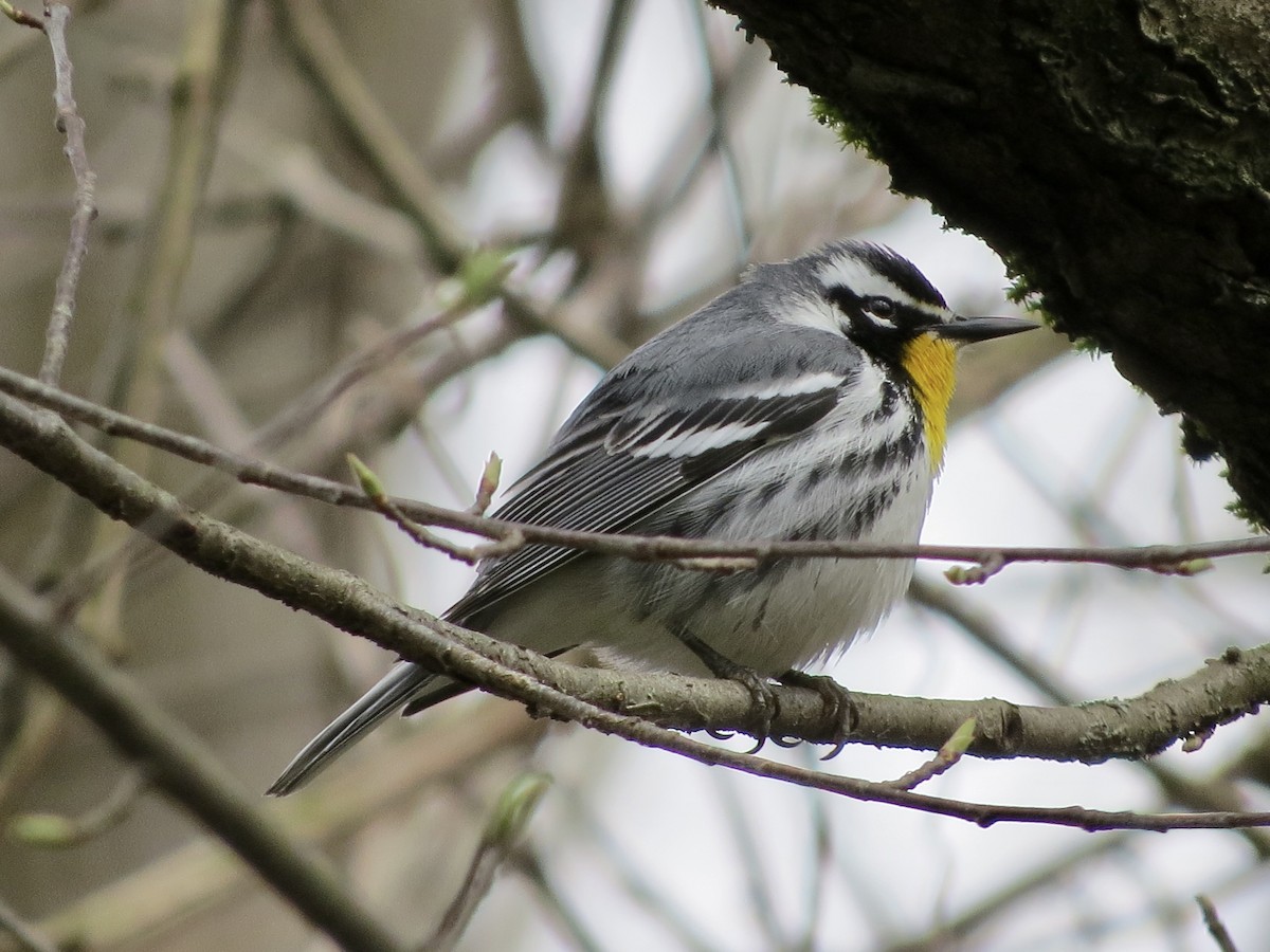 Yellow-throated Warbler - ML433237831