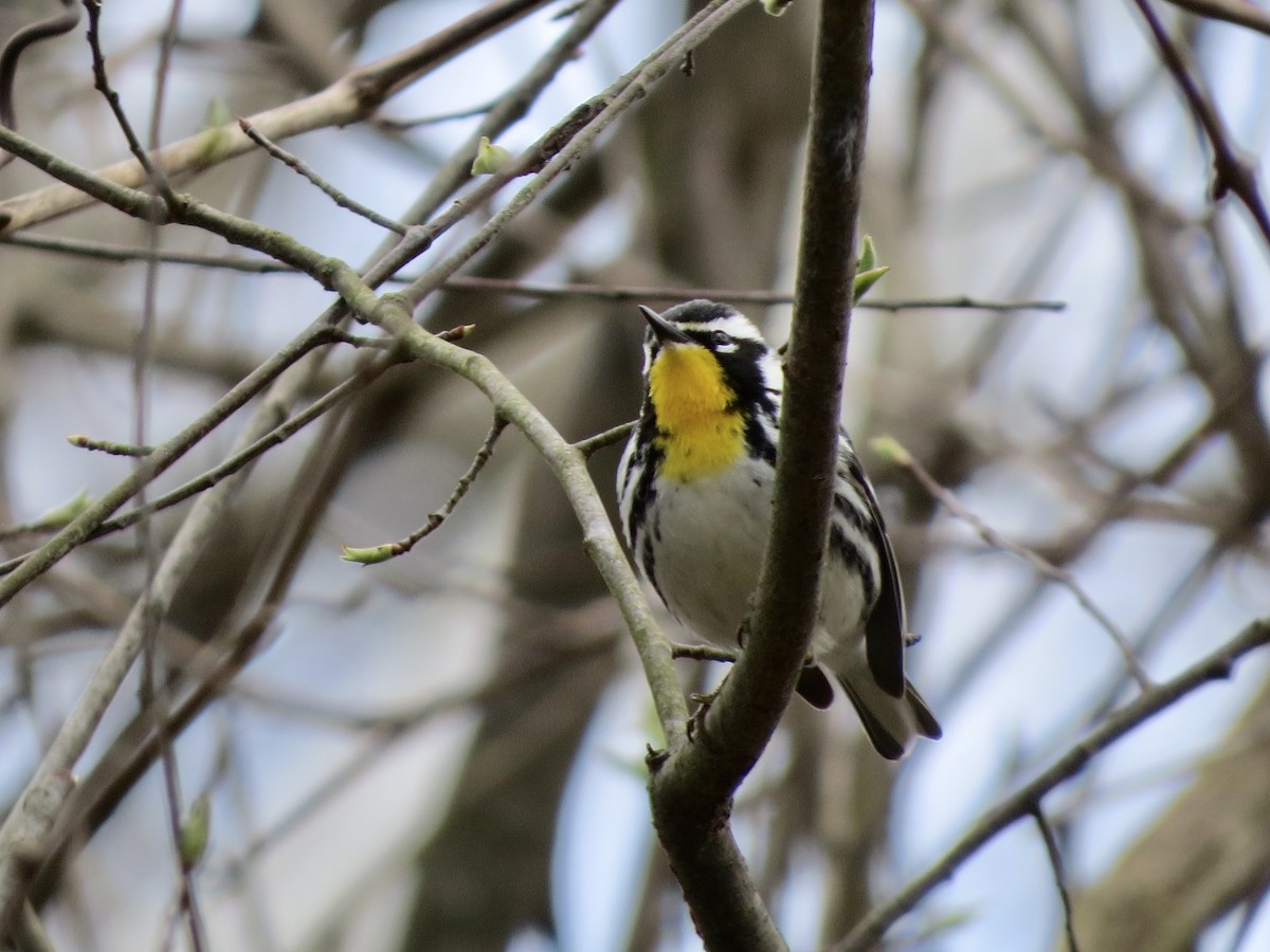 Yellow-throated Warbler - ML433237851