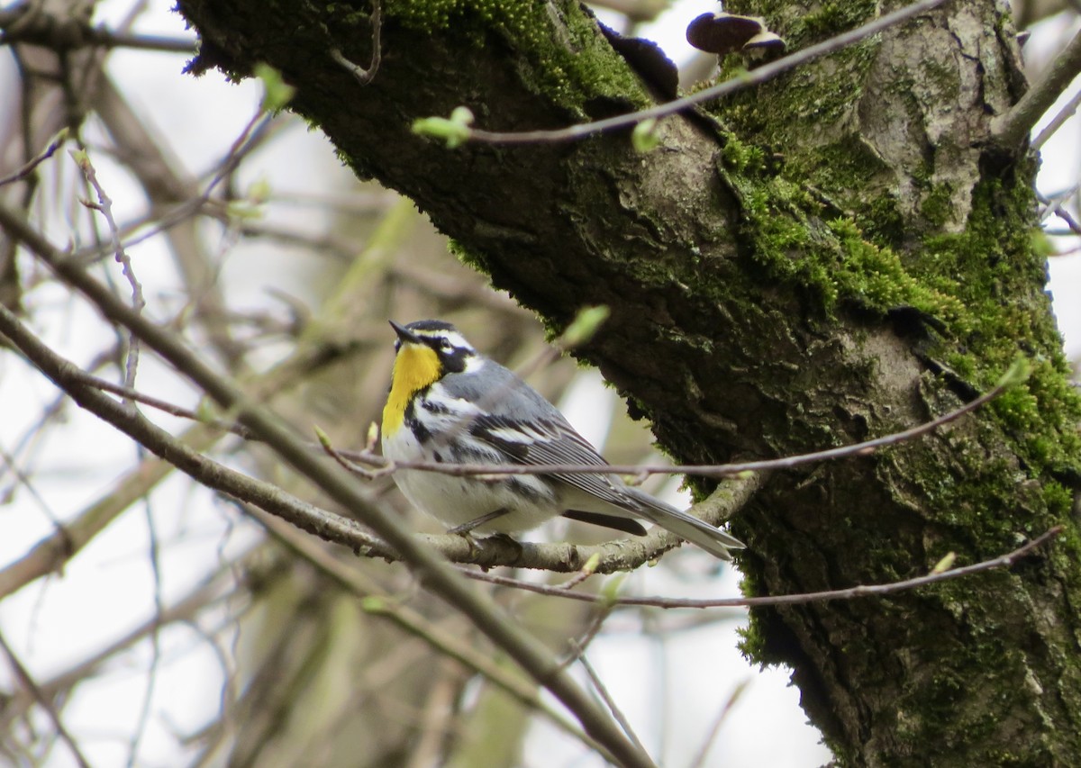 Yellow-throated Warbler - ML433237861