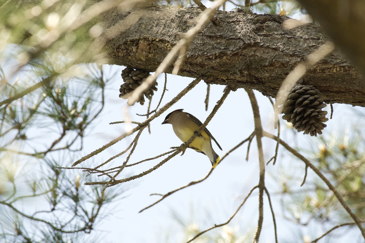 Cedar Waxwing - ML433238651