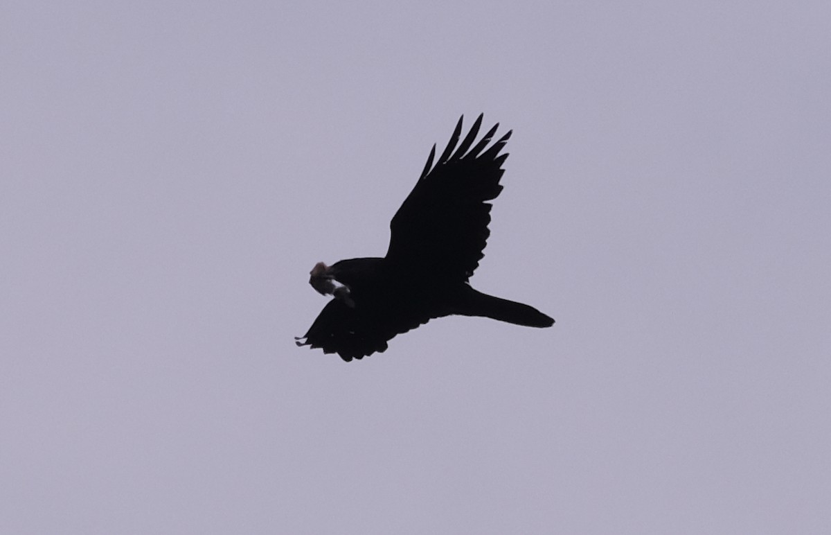 Common Raven - ML433239531