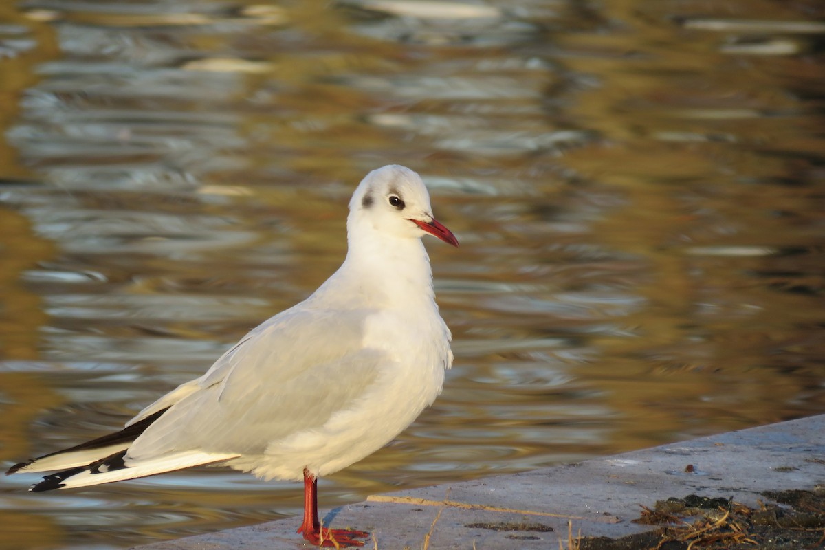 Black-headed Gull - Lisa Pisani