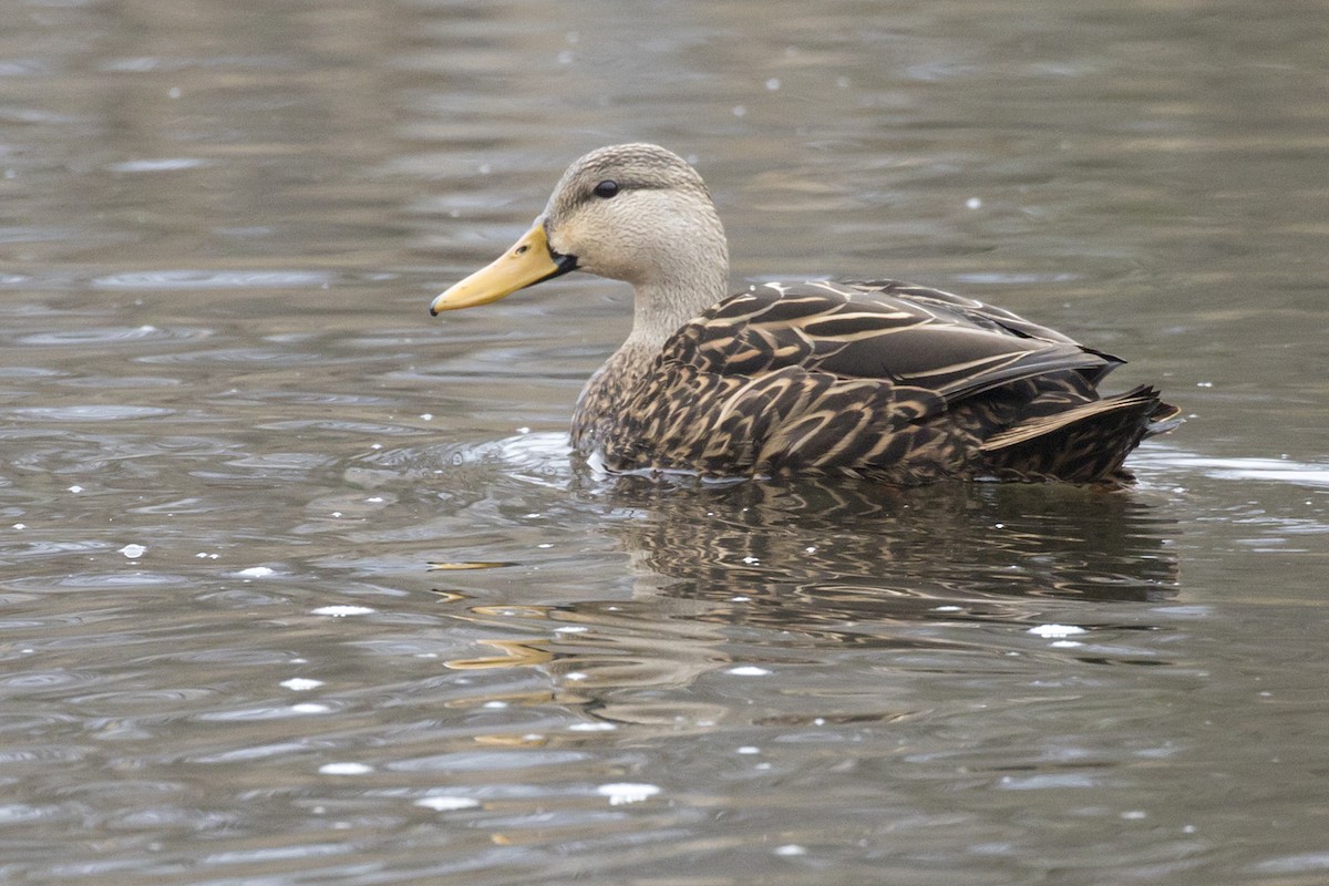 Mottled Duck - ML433241161