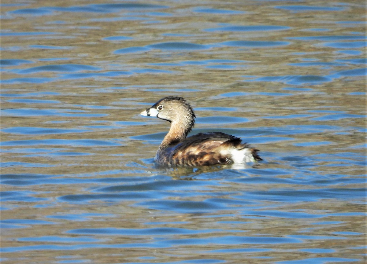 Pied-billed Grebe - ML433244231