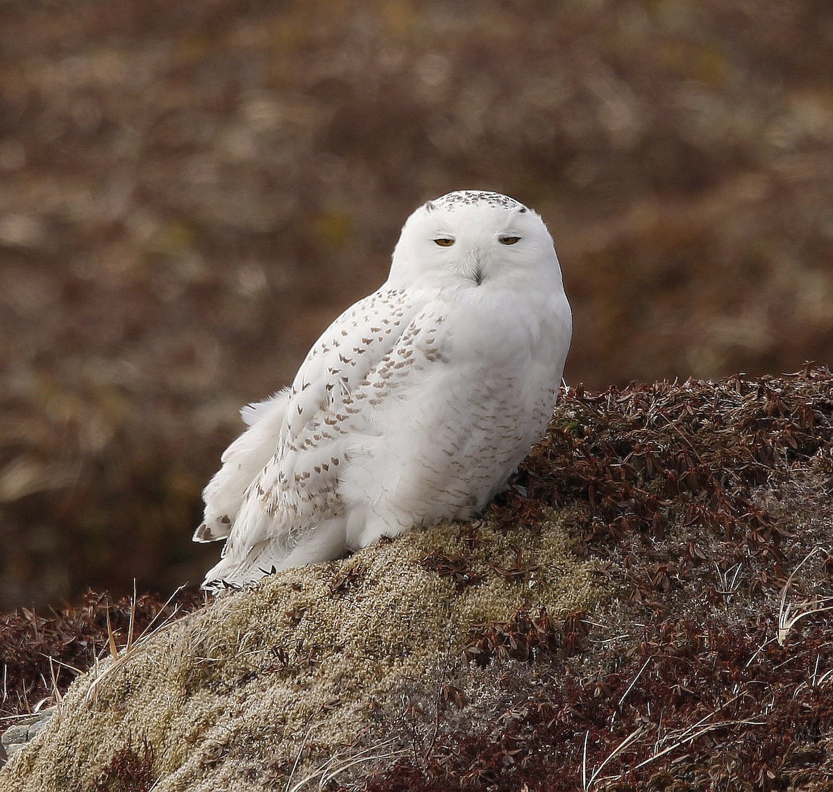 Snowy Owl - ML433244441