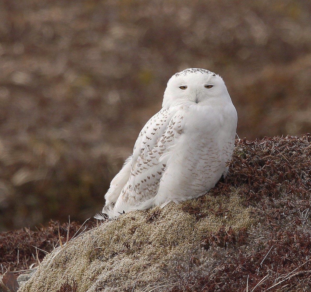 Snowy Owl - ML433244451