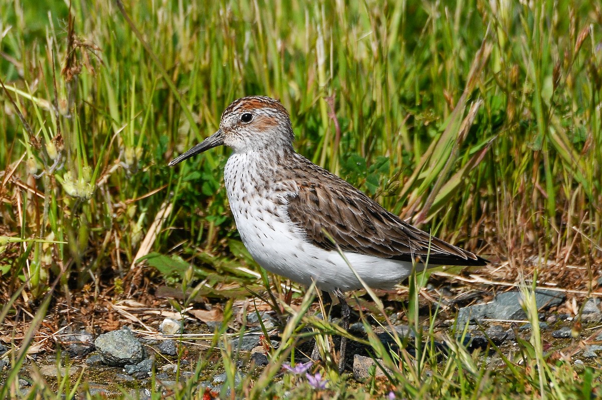 Western Sandpiper - Cory Gregory