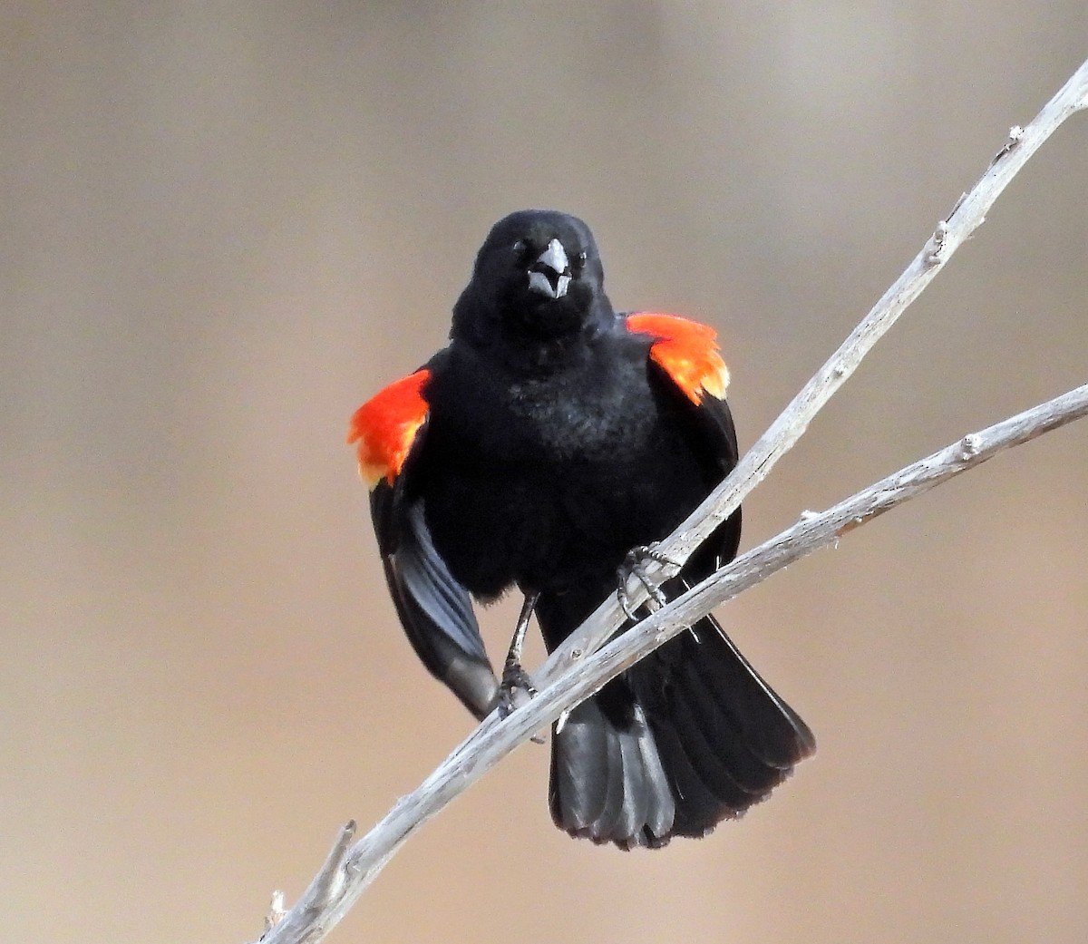 Red-winged Blackbird - ML433246471