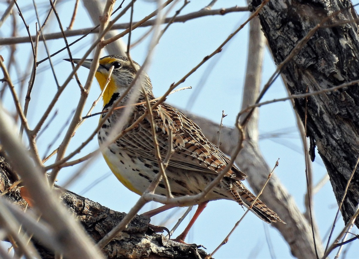 Western Meadowlark - ML433246981