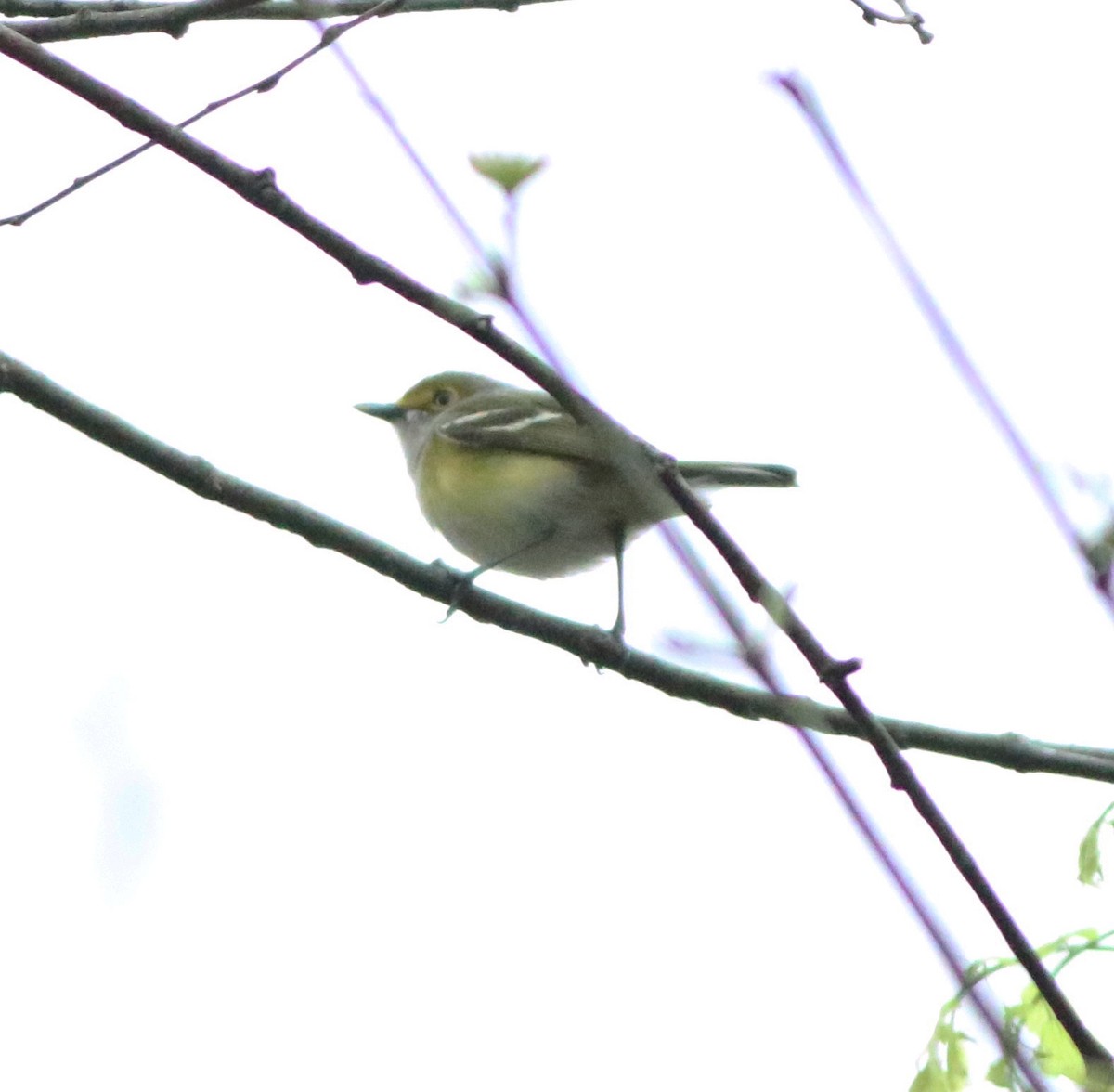 Ak Gözlü Vireo - ML433248411