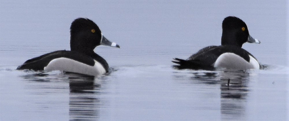 Ring-necked Duck - Ted Stewart