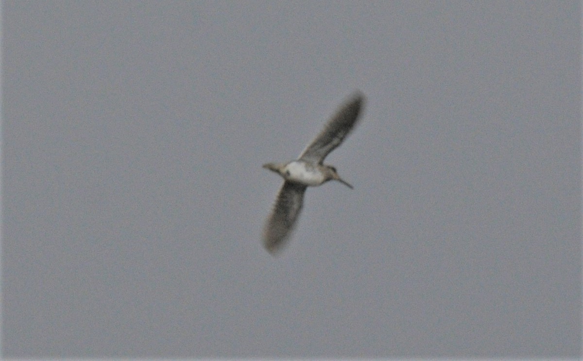 Jack Snipe - ML433250851